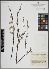 Foto von Salix atrocinerea Brot.
